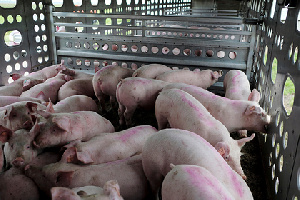 В США свиней посадили на диету на фоне мясного кризиса