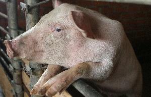 Датские свиноводы потеряют от запрета торговли с Россией $680 млн, что почти вдвое превысит первоначальный прогноз