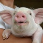 В Базарном Карабулаке может появиться 100 тыс. свиней