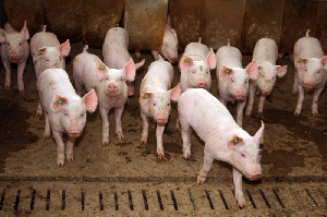 Вспышка африканской чумы свиней: Россельхознадзор проверяет фермы в Бурятии