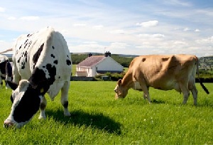 Парламентарии приняли базовый закон «О развитии сельского хозяйства в Чувашской Республике»