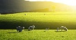 Россельхознадзор феврале-марте проверит животноводческие предприятия Новой Зеландии