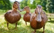 В Германии обнаружен птичий грипп