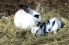 В Костромской области будут выращивать кроликов