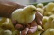 Птицеводы США отказываются от антибиотиков ради здоровья людей