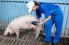Трем свинокомплексам Мордовии присвоен высший зоосанитарный статус