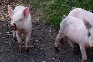 Во Владивостоке забраковали 54 тонны бразильской свинины