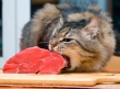 В Дании из-за санкций кормят деликатесами котов и поросят