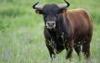 В Саратовской области снизилось поголовье племенного скота