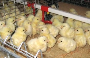 В Татарстан из Нидерландов завезли более 28 тыс. цыплят