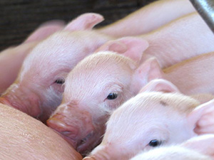  Производство продукции свиноводства в сельхозорганизациях в январе увеличилось на 12,1% - Минсельхоз