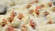 Вспышка птичьего гриппа в Голландии: уничтожено 150 тысяч куриц