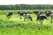 Коровы не выдерживают уральскую экологию