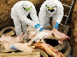 Кубань выдвинула ряд инициатив по борьбе с африканской чумой свиней
