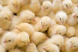 На брянской птицефабрике сгорело 600 тысяч цыплят