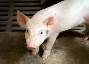 Инновации для свиньи. Новые разработки для поддержания здоровья животных