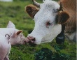 Первая продукция крупнейшего на Алтае свинокомплекса выйдет на рынок к августу 2012 года