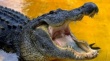 Сосиски с крокодильим мясом поступили в продажу в Норвегии