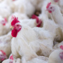 Ветеринары объяснили вспышку птичьего гриппа на саратовской птицефабрике