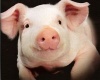 Путин считает необходимой дополнительную поддержку свиноводов в связи с ВТО