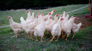 Казахстан планирует в четыре раза увеличить производство мяса птицы
