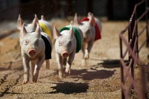 Минсельхоз России: производство продукции свиноводства увеличилось на 6,5%