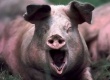 Филиппины запретили поставки свиной продукции из Южного Китая из-за опасений по поводу распространения в регионе ящура.