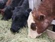 Эстония ищет новые рынки экспорта мясных пород крупного рогатого скота