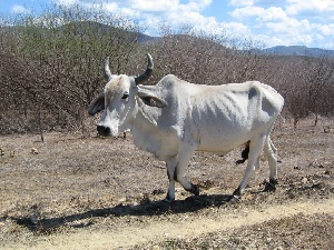 ЛНР не способна обеспечить себя мясом в полном объеме