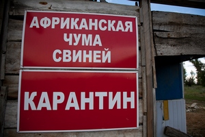 Карантин введен на мясокомбинате под Саратовом из-за выявления продукции с вирусом АЧС