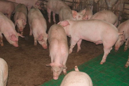 Продаем свинину живым весом