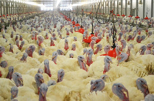 ВЭБ.РФ продал Россельхозбанку требования к «Евродону» за 6,2 млрд рублей