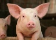 В Воронежской области в карантинной зоне африканской чумы продавалась свинина
