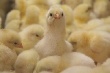 «Витязевская птицефабрика» будет растить бройлеров