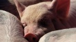 В Оренбуржье поголовье свиней выросло почти на 15 процентов