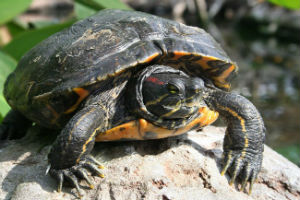В Пакистане перехватили рекордную партию контрабандного черепашьего мяса