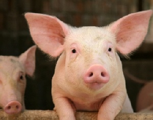 Казахстан: Откормплощадка в Лисаковске в 2014 году произведет 170 тонн мяса