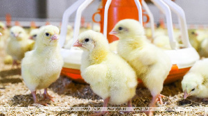 Модернизированные птичники "Белоруснефть-Особино" вдвое увеличат мощности по производству мяса
