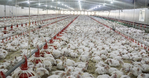 В Адыгее продолжается модернизация птицефабрики «Ханская»