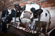 Коровник на 100 голов ввели в Хангаласском районе Якутии