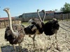 Спрос на тюменских страусов в два раза превышает предложение