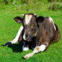 Источником сибирской язвы в Воронежской области была непривитая корова