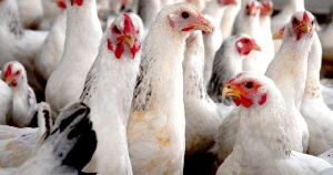 Индийские птицеводы пожаловались на дезинформаторов в киберполицию