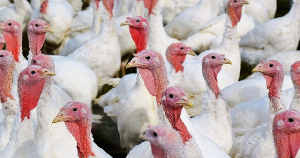 Aviagen Group завершила строительство трех площадок в Пензенской области