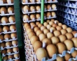 Куриными яйцами будут торговать на бирже, запуск контрактов может состояться уже в 2014 году