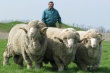 Ставропольская порода овец стала достижением селекции