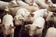 В Самарской области арестовали 13 тысяч свиней