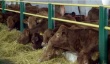 В Северный Казахстан завезли элитную партию коров породы «лимузин»