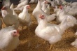 Американского производителя куриных яиц обвиняют в жестоком обращении с птицами