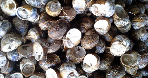 На ферме в Ставропольском крае будут выращивать средиземноморских улиток